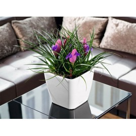 Lechuza Maceta Quadro 21 Blanca - Envío Gratuito