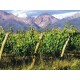 Vino Tinto Kaiken Reserva Malbec 750 ml - Envío Gratuito